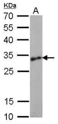 Western Blot: LIN-28A Antibody (1086) [NBP2-43673] - Analysis of A. 30 ug human ESC whole cell lysate/extract 12 % SDS-PAGE Lin28A antibody [717] dilution: 1:1000.