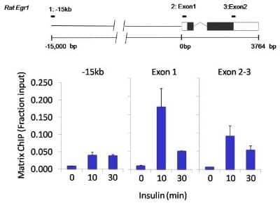 Chromatin Immunoprecipitation: LIN-28A Antibody (14E6-4E6) [NBP2-22481] - Analysis performed using cross-linked chromatin from rat hepatoma cells treated with insulin. IP  performed using a multiplex microplate Matrix ChIP assay of LIN28 monoclonal antibody. Chromatin aliquots from cells were used per ChIP pull-down. Quantitative PCR data done in quadruplicate using 1ul of DNA in 2ul SYBR real-time PCR reactions containing primers to amplify -15kb upstream of Egr1 or exon-1 or exon-2-3 of Egr1. Quantitation of immunoprecipitated chromatin is presented as signal relative to the total amount of input chromatin. Results represent the mean +/- SEM. A schematic representation of the rat Egr-1 locus is shown; oxes represent exons (black boxes = translated, white boxes = untranslated), the zigzag line represents an intron, and the straight line represents upstream sequence. Regions amplified by Egr-1 primers are represented by black bars. Data courtesy of the Innovators Program.