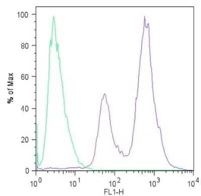 Flow Cytometry: LIN-28A Antibody (14E6-4E6) [NBP2-22481] - Analysis of Lin28 (blue histogram) on H9 embryonic stem cells. To generate single cells suspensions, colonies were treated with TrypLE cell dissociation enzyme for 5 minutes at 37C. Cells were incubated with a Lin28 monoclonal antibody or mouse IgG (green histogram) at a dilution of 1:100 for 1 hour on ice, washed with PBS + 5% fetal calf serum (FACS buffer), and incubated with a fluorescein-conjugated secondary antibody at a dilution of 1:200 for 30 minutes on ice. Cells were washed with cold FACS buffer, resuspended in 500ul of FACS buffer containing 10ul of 4% paraformaldehyde.