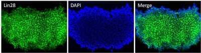 Immunocytochemistry/Immunofluorescence: LIN-28A Antibody (14E6-4E6) [NBP2-22481] - Analysis of Lin28 (green) in H9 embryonic stem cells grown for a few days on Matrigel-coated chamber slides. Cells fixed in 4% paraformaldehyde were permeabilized with 0.1% Triton X-100 for 15 minutes at room temperature. Cells were probed with a Lin28 monoclonal antibody at a dilution of 1:200 overnight at 4C, washed with PBST, and incubated with a fluorescein-conjugated secondary antibody at a dilution of 1:100 for 1 hour at room temperature. Nuclei (blue) were stained with DAPI and cells were analyzed by fluorescence microscopy at 20X magnification.