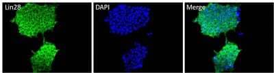 Immunocytochemistry/Immunofluorescence: LIN-28A Antibody (14E6-4E6) [NBP2-22481] - Analysis of Lin28 (green) in HEL 11.4 induced IPS cells grown for a few days on Matrigel-coated chamber slides. Cells fixed in 4% paraformaldehyde were permeabilized with 0.1% Triton X-100 for 15 minutes at room temperature. Cells were probed with a Lin28 monoclonal antibody at a dilution of 1:200 overnight at 4C, washed with PBST, and incubated with a fluorescein-conjugated secondary antibody at a dilution of 1:100 for 1 hour at room temperature. Nuclei (blue) were stained with DAPI and cells were analyzed by fluorescence microscopy at 20X magnification.