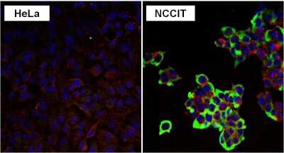 Immunocytochemistry/Immunofluorescence: LIN-28A Antibody (14E6-4E6) [NBP2-22481] - Analysis of LIN28 in NCCIT and HeLa cells. Formalin fixed cells were permeabilized with 0.1% Triton X-100 in TBS for 10 minutes at room temperature. Cells were blocked with 1% Blocker BSA for 15 minutes at room temperature. Cells were probed with a LIN28 monoclonal antibody at a dilution of 1:50 for at least 1 hour at room temperature, washed with PBS, and incubated with a DyLight 488-conjugated goat anti-mouse IgG secondary antibody. F-Actin (red) was stained with DyLight-554 Phalloidin and nuclei (blue) were stained with Hoechst 33342 dye.