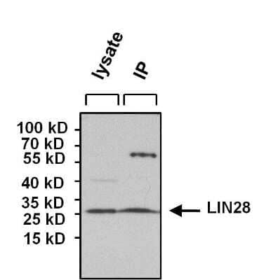 Immunoprecipitation: LIN-28A Antibody (14E6-4E6) [NBP2-22481] - Analysis of LIN28 was performed. Antigen-antibody complexes were formed by incubating 700ug of lysate with 5 ug of an LIN28 monoclonal antibody overnight on a rocking platform at 4C. The immune complexes were captured on 50 ul Protein A/G Agarose was loaded as a positive control for detection. Samples were resolved on a 4-20% Tris-HCl polyacrylamide gel, transferred to a PVDF membrane, and blocked with 5% BSA/TBS-0.1%Tween for at least 1 hour. The membrane was probed with a LIN28 monoclonal antibody at a dilution of 1:1000 overnight rotating at 4C, washed in TBST, and probed with Clean-blot IP Detection Reagent at a dilution of 1:1000 for at least 1 hour.