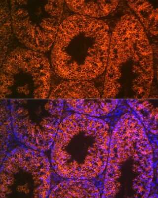 Immunohistochemistry: LIN-28A Antibody (2S1I10) [NBP3-16843] - Immunofluorescence analysis of mouse testis using LIN-28A Rabbit mAb (NBP3-16843) at dilution of 1:100 (40x lens). Blue: DAPI for nuclear staining.