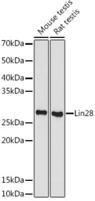 Western Blot: LIN-28A Antibody (2S1I10) [NBP3-16843] - Western blot analysis of extracts of various cell lines, using LIN-28A antibody (NBP3-16843) at 1:500 dilution. Secondary antibody: HRP Goat Anti-Rabbit IgG (H+L) at 1:10000 dilution. Lysates/proteins: 25ug per lane. Blocking buffer: 3% nonfat dry milk in TBST. Detection: ECL Basic Kit. Exposure time: 180s.