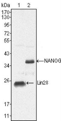 Western Blot: LIN-28A Antibody (6D1F9) [NBP1-28865] - Analysis using LIN28 mouse mAb against NTERA-2 cell lysate (1).