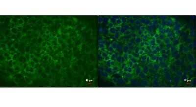 Immunocytochemistry/Immunofluorescence: LIN-28A Antibody (717) [NBP2-43672] - Analysis of human embryonic stem cell were fixed in 4% paraformaldehyde for 15 min. Green: LIN28 protein stained by LIN28 antibody diluted at 1:200. Blue: Hoechst 33342 staining. Scale bar = 10 um.