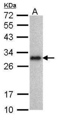 Western Blot: LIN-28A Antibody (717) [NBP2-43672] - Analysis of 30 ug whole cell lysate. A: NT2D1 12% SDS PAGE diluted at 1:1000. .