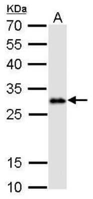 Western Blot: LIN-28A Antibody (717) [NBP2-43672] - Analysis of A. 30 ug human ESC whole cell lysate/extract 12 % SDS-PAGE Lin28A antibody [717] dilution: 1:1000