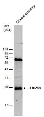 Western Blot: LIN-28A Antibody (717) [NBP2-43672] - Mouse tissue extract (50 ug) was separated by 12% SDS-PAGE, and the membrane was blotted with LIN-28A antibody diluted at 1:500.