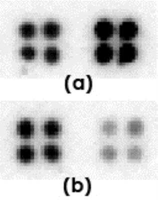 Dot Blot: LIN-28A Antibody [32140002] - The anti-Lin28 antibody (right quadruplicate spots at each panel) or control antibody (left quadruplicate spots at each panel) were printed on membranes at 10 ng/spot.  The membranes were incubated with biotinylated cell lysate (50 ug per membrane), followed by probing with streptavidin-HRP and CCD camera image acquisition.  (a), Cell lysate from undifferentiated mouse embryonic stem cells; (b), Cell lysate from differentiated mouse embryonic stem cells.   Data courtesy of a SDI customer.