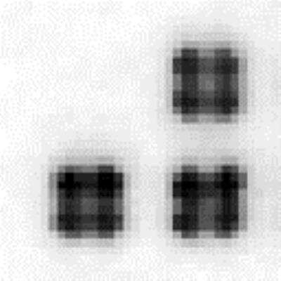 Dot Blot: LIN-28A Antibody [32140002] -  Protein samples (upper left quadruplicate spots: bovine gamma globulin; upper right quadruplicate spots: cell lysate from 293 cell over expressing Nanog; below left quadruplicate spots: cell lysate from 293 cell over expressing Sox2; below right quadruplicate spots: cell lysate from 293 cell over expressing POU5F1) were printed on membranes at 10 ng/spot.  The membrane was incubated with anti-Lin28 antibody (1:1000 dilution) and then probed anti-rabbit IgG-HRP.  Signals were acquired with a CCD camera.  Data courtesy of a SDI customer.