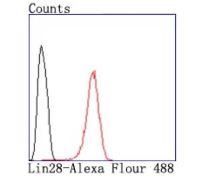 Flow Cytometry: LIN-28A Antibody (JA10-63) [NBP2-66932] - Analysis of Hela cells with Lin-28 antibody at 1/50 dilution (red) compared with an unlabelled control (cells without incubation with primary antibody; black). Alexa Fluor 488-conjugated goat anti rabbit IgG was used as the secondary antibody.