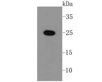 Western Blot: LIN-28A Antibody (JA10-63) [NBP2-66932] - Analysis of Lin-28 on NCCIT cells lysates using anti-Lin-28 antibody at 1/500 dilution.