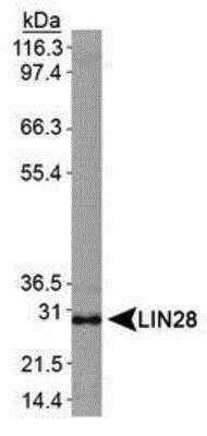 Western Blot: LIN-28A Antibody [NBP1-49537] -  Analysis of LIN28 in NTERA-2 cell lysate.