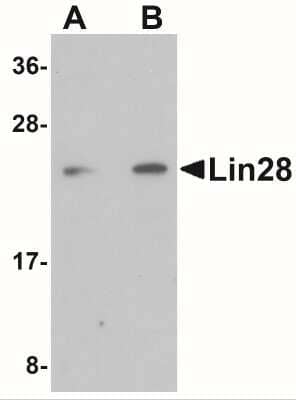 Western Blot: LIN-28A Antibody [NBP1-77383] - Analysis of LIN28 in Raji cell lysate with LIN28 antibody at (A) 1 and (B) 2 ug/mL.