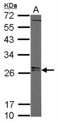 Western Blot: LIN-28A Antibody [NBP2-19355] -  Sample (20 ug of whole cell lysate) A: mouse ESC 12% SDS PAGE gel, diluted at 1:3000.