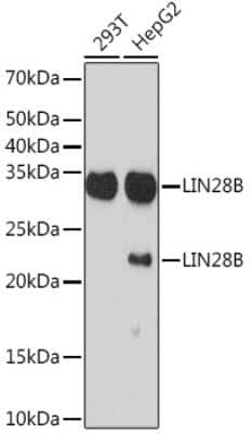 Western Blot: LIN-28B Antibody (7D7F7) [NBP3-16815] - Western blot analysis of extracts of various cell lines, using LIN-28B Rabbit mAb (NBP3-16815) at 1:1000 dilution. Secondary antibody: HRP Goat Anti-Rabbit IgG (H+L) at 1:10000 dilution. Lysates/proteins: 25ug per lane. Blocking buffer: 3% nonfat dry milk in TBST. Detection: ECL Basic Kit. Exposure time: 3min.