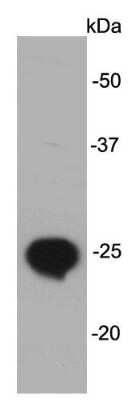 Western Blot: LIN-28B Antibody (A2-4-5) [NBP2-66933] - Analysis on Lin28B recombinant protein lysate using anti- Lin28B mouse mAb.