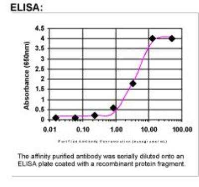 ELISA: LIN-28B Antibody [45820002]