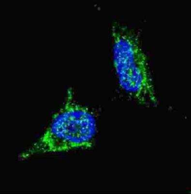 Immunocytochemistry/Immunofluorescence: LIN-28B Antibody [NBP1-50529] - Fluorescent confocal image of SY5Y cells stained with LIN28B antibody. SY5Y cells were fixed with 4% PFA (20 min), permeabilized with Triton X-100 (0.2%, 30 min). Cells were then incubated LIN28B primary antibody (1:100, 2 h at room temperature). For secondary antibody, Alexa Fluor 488 conjugated donkey anti-rabbit antibody (green) was used (1:1000, 1h). Nuclei were counterstained with Hoechst 33342 (blue) (10 ug/ml, 5 min). Note the highly specific localization of the LIN28B immunosignal to the cytoplasm. 