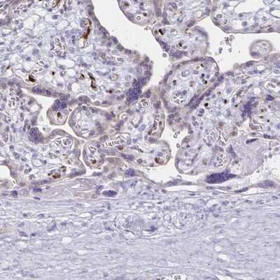 Immunohistochemistry-Paraffin: LIN-28B Antibody [NBP1-85438] - Staining of human placenta shows high expression.