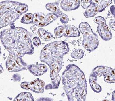 Immunohistochemistry-Paraffin: LIN-28B Antibody [NBP2-32352] - Staining of human placenta shows moderate positivity in endothelial cells.