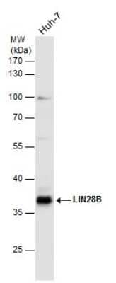 Western Blot: LIN-28B Antibody [NBP3-13029] - Whole cell extract (30 ug) was separated by 10% SDS-PAGE, and the membrane was blotted with LIN-28B antibody (NBP3-13029) diluted at 1:1000.