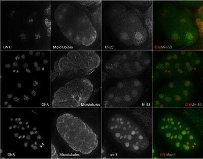 Immunocytochemistry/Immunofluorescence: LIN-53 Antibody [48710002] - This image is specific to animal number SDQ3888 Nuclear staining, spindle poles