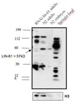 Western Blot: LIN-61 Antibody [29590002] - This image is specific to animal number Q0824 1:500 Nuclear extract validation
