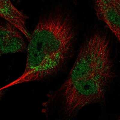 Immunocytochemistry/ Immunofluorescence LIN37 Antibody - BSA Free