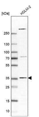 Western Blot LIN37 Antibody - BSA Free