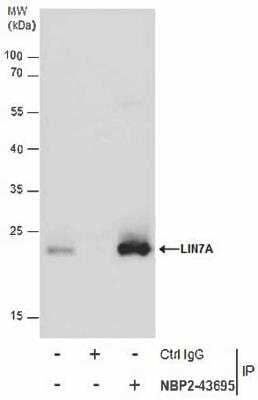 Immunoprecipitation: LIN7 Antibody (879) [NBP2-43695] - Analysis of LIN7A protein from MDA-MB-231 whole cell extracts using 5 ug of LIN7A antibody [879]. Western blot analysis was performed using LIN7A antibody [879]. EasyBlot anti-Rabbit IgG was used as a secondary reagent.