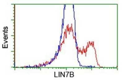 Flow Cytometry: LIN7B Antibody (OTI1C9) - Azide and BSA Free [NBP2-72131] - HEK293T cells transfected with either overexpression plasmid (Red) or empty vector control plasmid (Blue) were immunostaining by anti-LIN7B antibody, and then analyzed by flow cytometry.