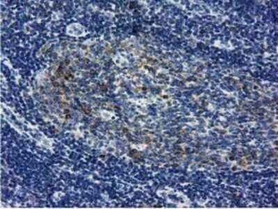 Immunohistochemistry: LIN7B Antibody (OTI1C9) - Azide and BSA Free [NBP2-72131] - Staining of paraffin-embedded Human lymph node tissue using anti-LIN7B mouse monoclonal antibody.