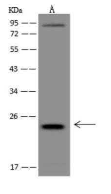 Western Blot: LIN7C Antibody [NBP3-06033] - Anti-LIN7C rabbit polyclonal antibody at 1:500 dilution Lane A: HepG2 Whole Cell Lysate Lysates/proteins at 30 ug per lane. Secondary: Goat Anti-Rabbit IgG (H+L)HRP  at 110000 dilution. Developed using the ECL technique. Performed under reducing conditions. Predicted band size:22 kDa Observed band size:23 kDa