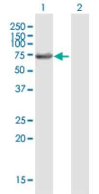 Western Blot: LIN9 Antibody [H00286826-B01P] - Analysis of LIN9 expression in transfected 293T cell line by LIN9 polyclonal antibody.  Lane1:LIN9 transfected lysate(61.38 KDa). Lane2:Non-transfected lysate.