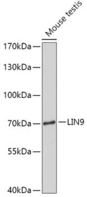 Western Blot: LIN9 Antibody [NBP3-04979] - Analysis of extracts of Mouse testis, using LIN9 antibody at 1:1000 dilution. Secondary antibody: HRP Goat Anti-Rabbit IgG (H+L) at 1:10000 dilution. Lysates/proteins: 25ug per lane. Blocking buffer: 3% nonfat dry milk in TBST. Detection: ECL Enhanced Kit