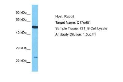 Western Blot: LINC02693 Antibody [NBP2-82860] - Host: Rabbit. Target Name: C17orf51. Sample Type: 721_B Whole Cell lysates. Antibody Dilution: 1.0ug/ml