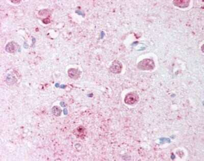 Immunohistochemistry-Paraffin: LINGO-1 Antibody - BSA Free [NBP1-39603] - Analysis of anti-LINGO1 antibody with human brain, cortex at concentration 20 ug/ml.