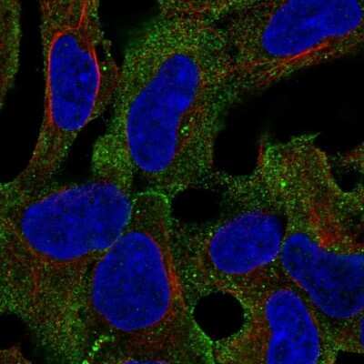 Immunocytochemistry/Immunofluorescence: LINGO-1 Antibody [NBP2-57689] - Staining of human cell line HEK 293 shows localization to plasma membrane. Antibody staining is shown in green.