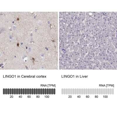 <b>Orthogonal Strategies Validation. </b>Immunohistochemistry-Paraffin: LINGO-1 Antibody [NBP2-57689] - Staining in human cerebral cortex and liver tissues using anti-LINGO1 antibody. Corresponding LINGO1 RNA-seq data are presented for the same tissues.