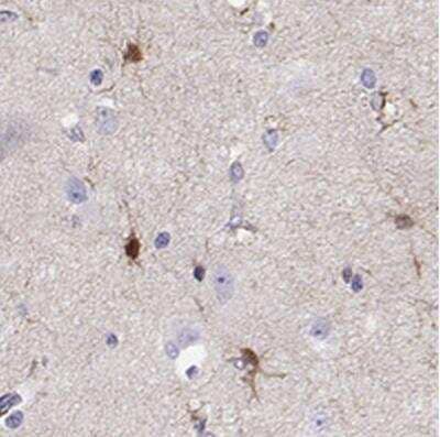 Immunohistochemistry-Paraffin: LINGO-1 Antibody [NBP2-57689] -  Staining of human cerebral cortex shows high expression.