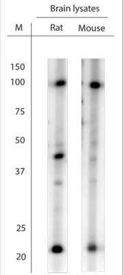 Western Blot: LINGO-1 Antibody [NBP1-46335] - WB on brain lysates. Blocking with 1% LFDM for 30 min at RT; Primary antibody used at 1:2000 dilution incubated overnight at 4C.