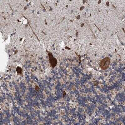 Immunohistochemistry-Paraffin: LINS1 Antibody [NBP1-89584] - Staining of human cerebellum shows strong cytoplasmic positivity in Purkinje cells.