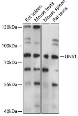 Western Blot: LINS1 Antibody [NBP3-03925] - Analysis of extracts of various cell lines, using LINS1 antibody at 1:1000 dilution. Secondary antibody: HRP Goat Anti-Rabbit IgG (H+L) at 1:10000 dilution. Lysates/proteins: 25ug per lane. Blocking buffer: 3% nonfat dry milk in TBST. Detection: ECL Basic Kit.
