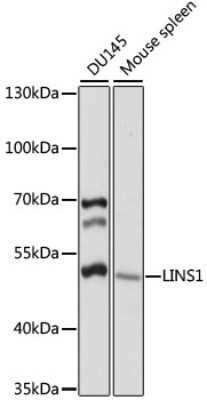 Western Blot: LINS1 Antibody [NBP3-05098] - Analysis of extracts of various cell lines, using LINS1 antibody at 1:1000 dilution. Secondary antibody: HRP Goat Anti-Rabbit IgG (H+L) at 1:10000 dilution. Lysates/proteins: 25ug per lane. Blocking buffer: 3% nonfat dry milk in TBST. Detection: ECL Basic Kit