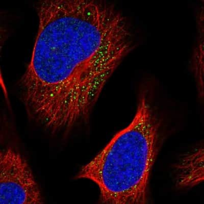 Immunocytochemistry/ Immunofluorescence LIPT2 Antibody - BSA Free