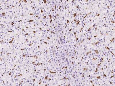 Immunohistochemistry-Paraffin: LIR-8/CD85c/LILRB5 Antibody [NBP2-97318] - Immunochemical staining of human LIR-8/CD85c/LILRB5 in human liver with rabbit polyclonal antibody at 1:500 dilution, formalin-fixed paraffin embedded sections.