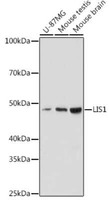 Western Blot: LIS1 Antibody (9O6X3) [NBP3-16253] - Western blot analysis of extracts of various cell lines, using LIS1 antibody (NBP3-16253) at 1:1000 dilution. Secondary antibody: HRP Goat Anti-Rabbit IgG (H+L) at 1:10000 dilution. Lysates/proteins: 25ug per lane. Blocking buffer: 3% nonfat dry milk in TBST. Detection: ECL Enhanced Kit. Exposure time: 180s.